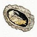 Cliquez pour agrandir (24 Ko)