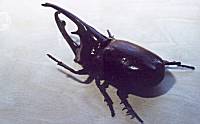 g傷邽߂(42KB)NbNĂB