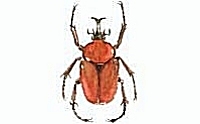 Click to enlarge (24 KB)
